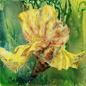 7.Sunny Iris